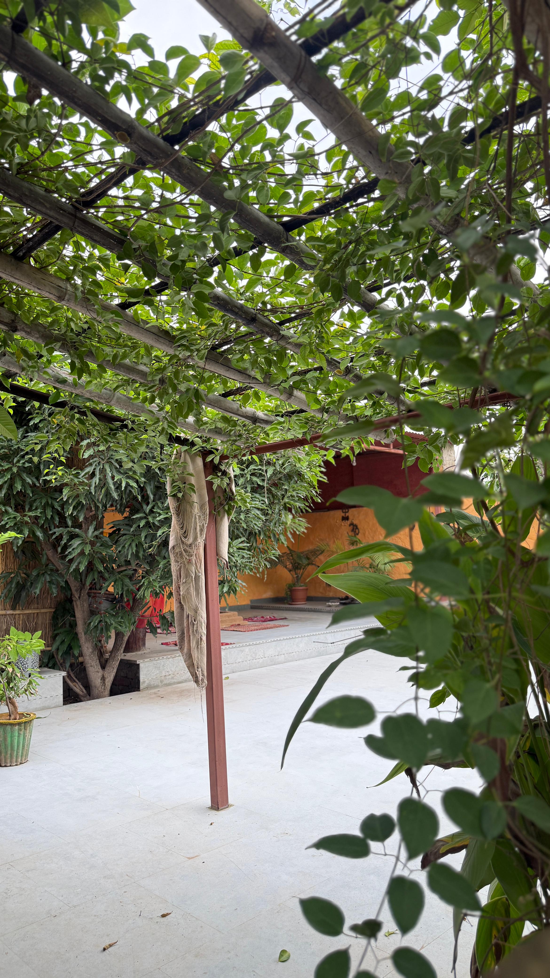 A tall portrait image showing a serene moment at the ashram.
